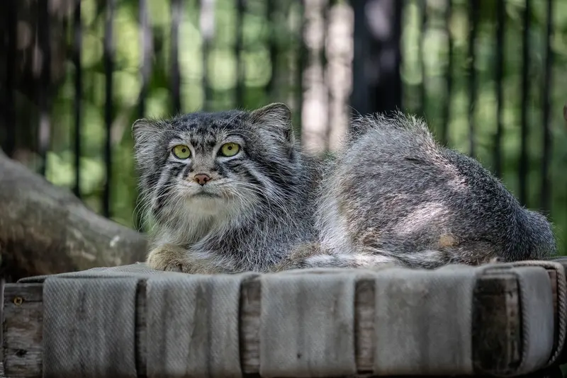 Features of manul photography. Kayfushnost and Sylvester