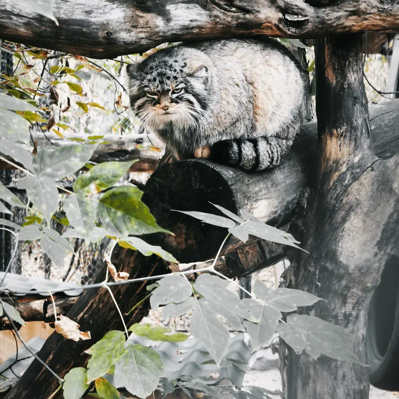 A photograph of Zosya in Novosibirsk Zoo
