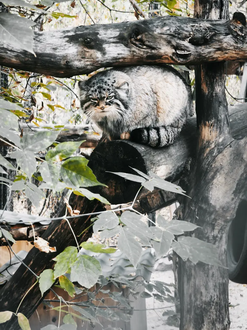 A photograph of Zosya in Novosibirsk Zoo