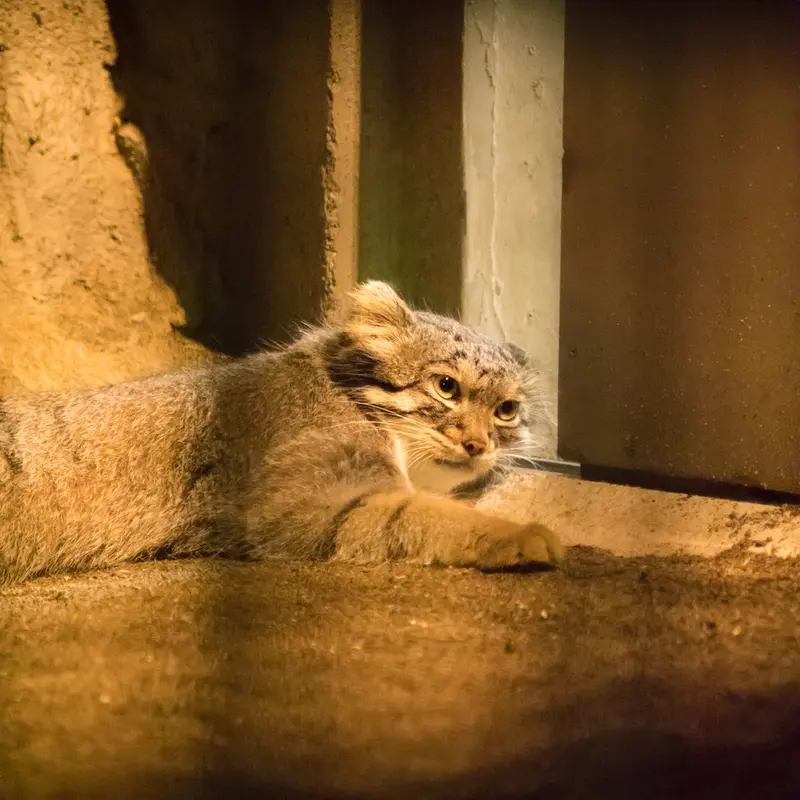 A photograph of Figa in Nogeyama Zoo
