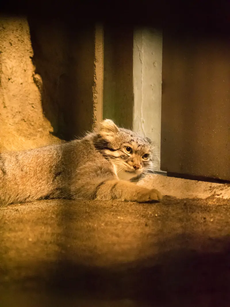 A photograph of Figa in Nogeyama Zoo