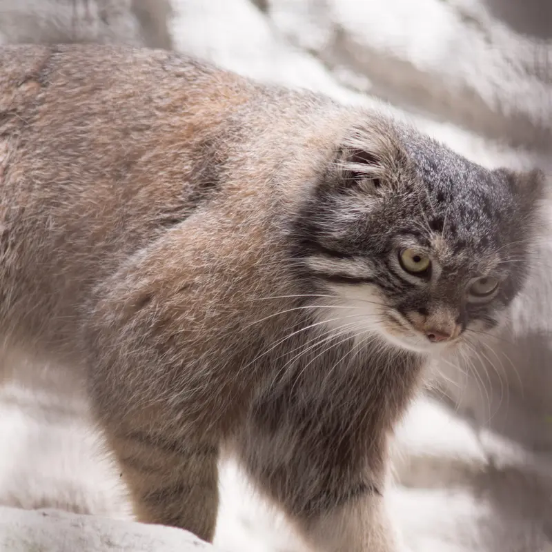 A photograph of Figa in Nogeyama Zoo