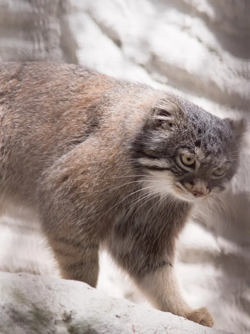 A photograph of Figa in Nogeyama Zoo