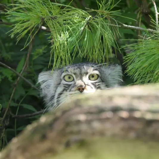 A photograph of Aiolos in Tallinn Zoo