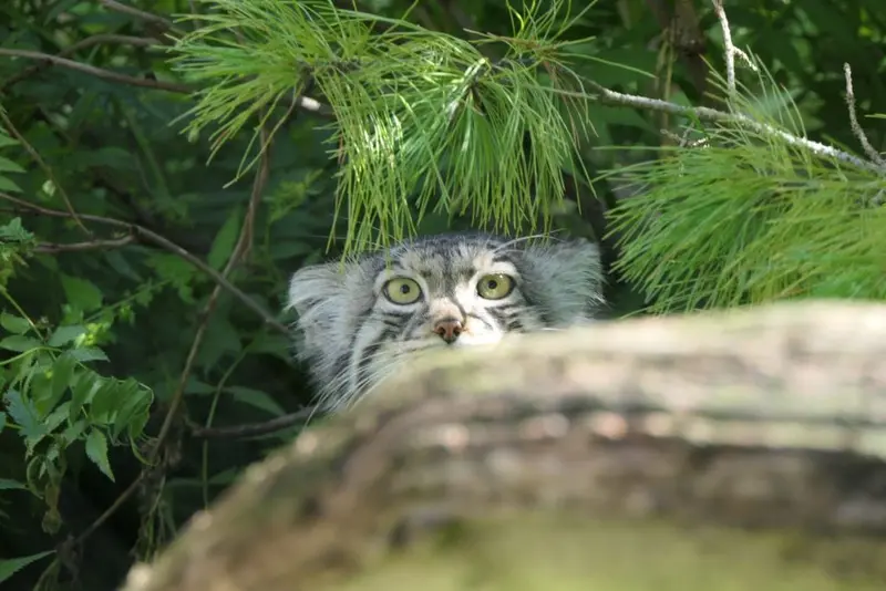 A photograph of Aiolos in Tallinn Zoo