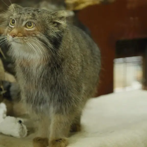 A photograph of a Pallas's cat in Ueno Zoological Gardens