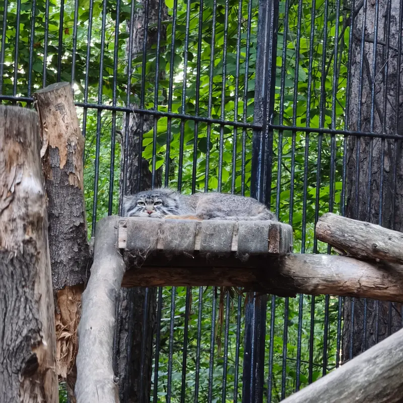 A photograph of Sylvester in Novosibirsk Zoo