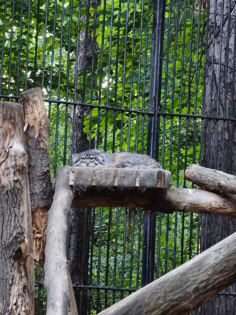 A photograph of Sylvester in Novosibirsk Zoo