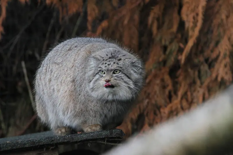 A photograph of a Pallas's cat