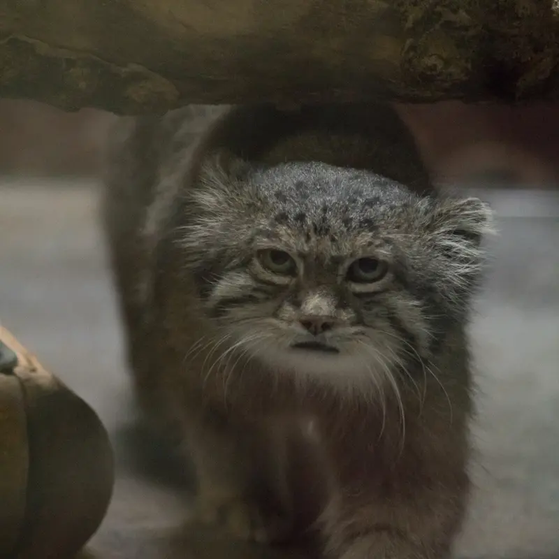 A photograph of Klyon in Ueno Zoological Gardens