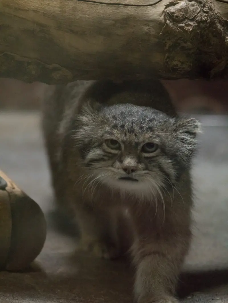 A photograph of Klyon in Ueno Zoological Gardens