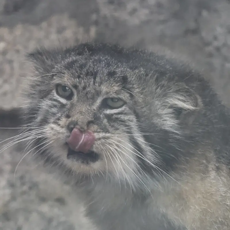 A photograph of a Pallas's cat