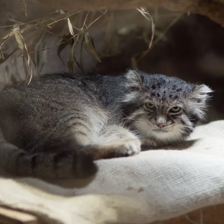 A photograph of Klyon in Ueno Zoological Gardens