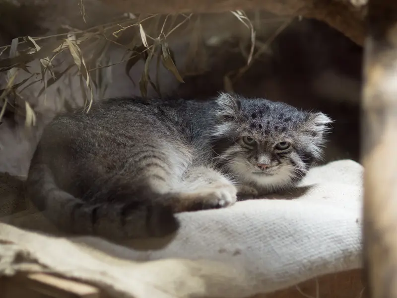 A photograph of Klyon in Ueno Zoological Gardens