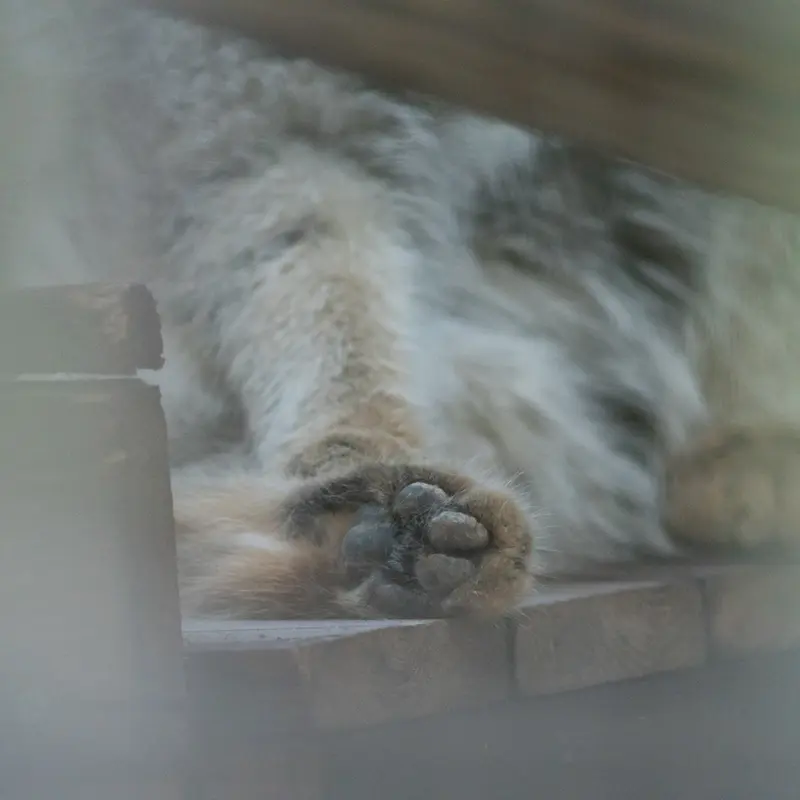 A photograph of Figa in Nogeyama Zoo