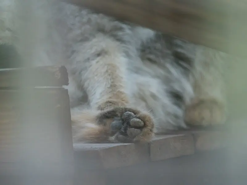 A photograph of Figa in Nogeyama Zoo