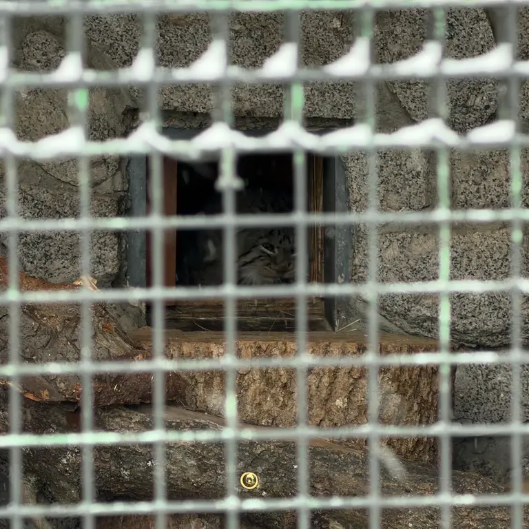 A photograph of Sven in Leningrad zoo