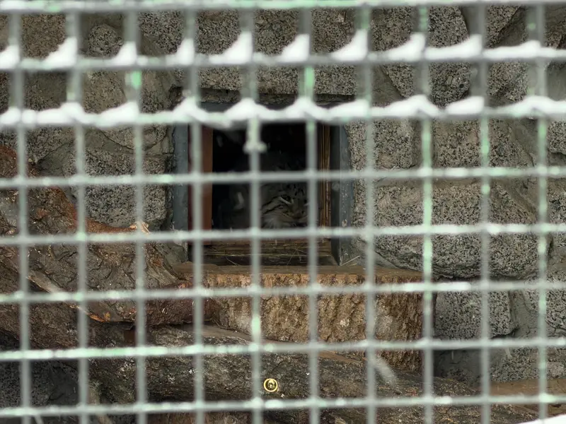 A photograph of Sven in Leningrad zoo