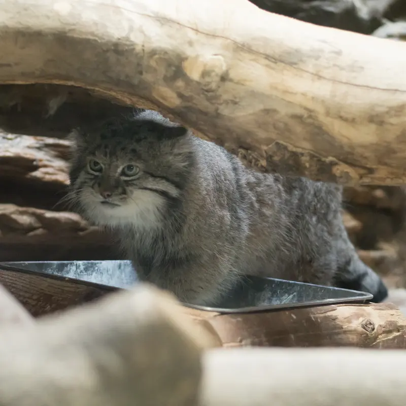 A photograph of Klyon in Ueno Zoological Gardens