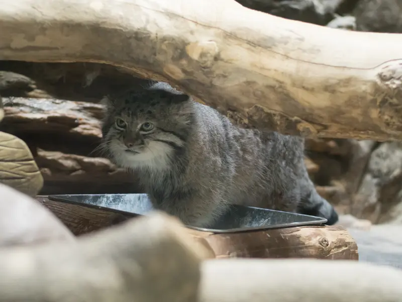 A photograph of Klyon in Ueno Zoological Gardens