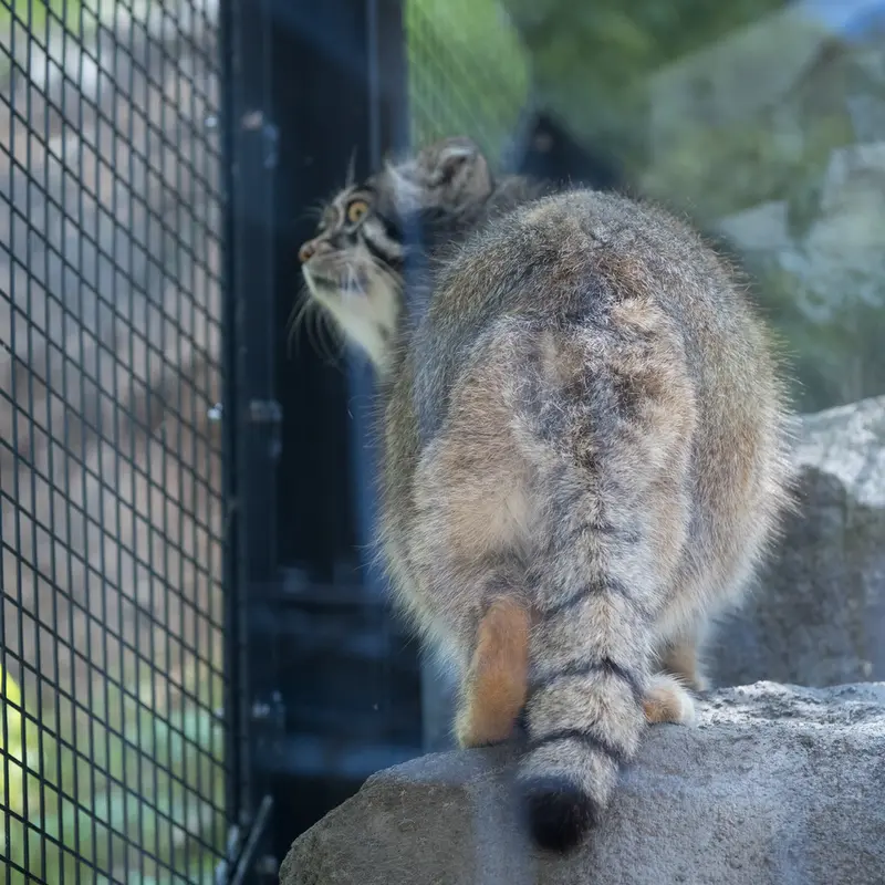 A photograph of Grusha in Asahiyama Zoo