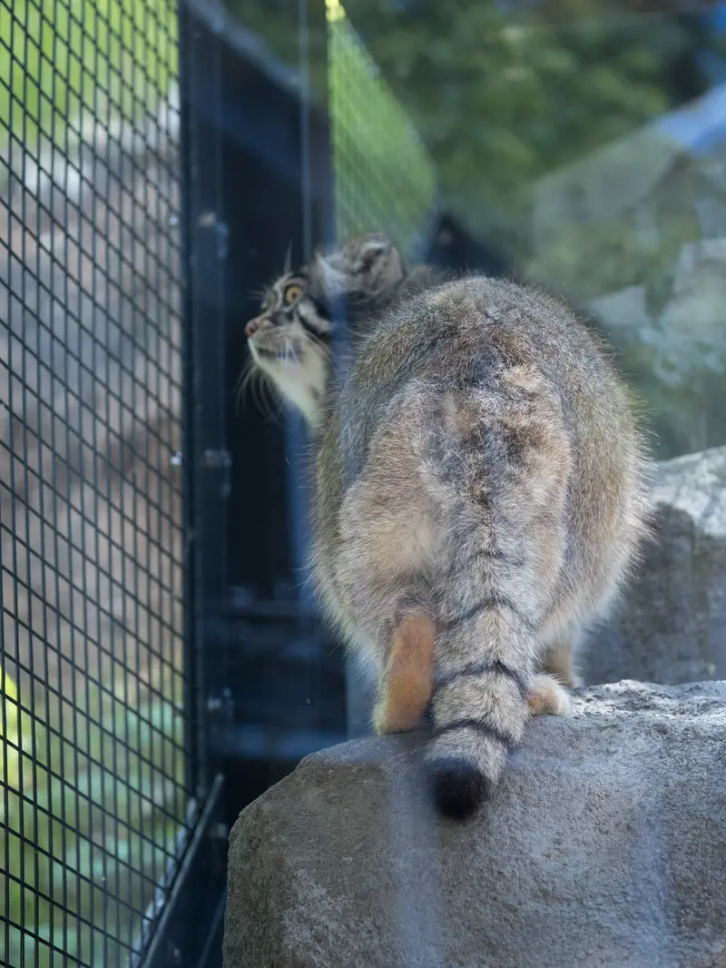 A photograph of Grusha in Asahiyama Zoo