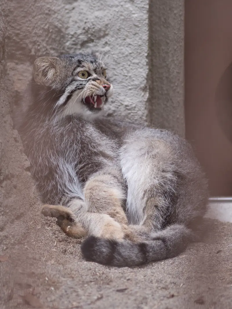 A photograph of Figa in Nogeyama Zoo