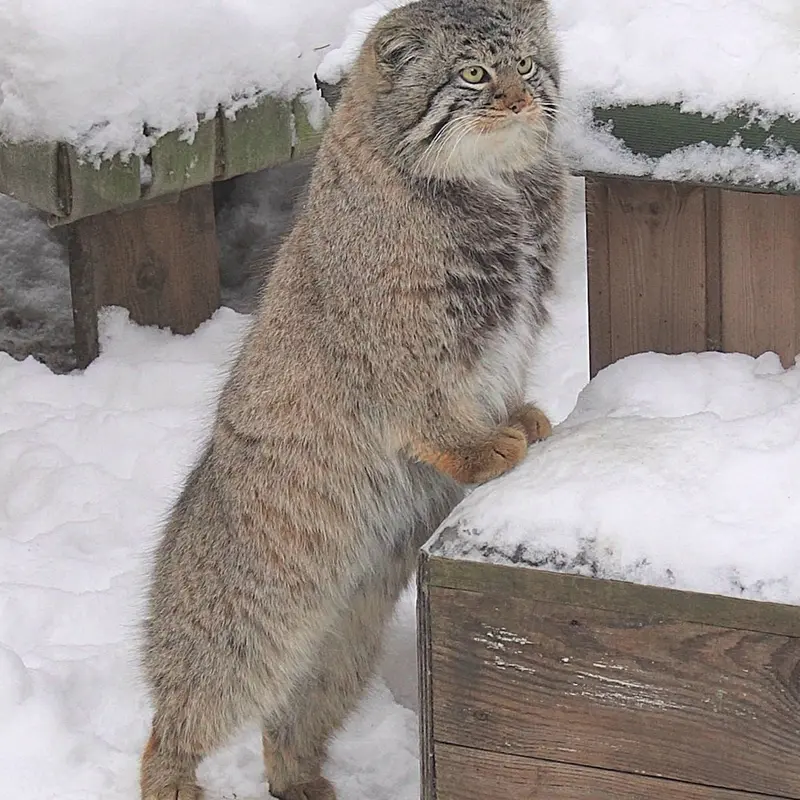 A photograph of Son of Eve 2024 Ⅱ in Novosibirsk Zoo