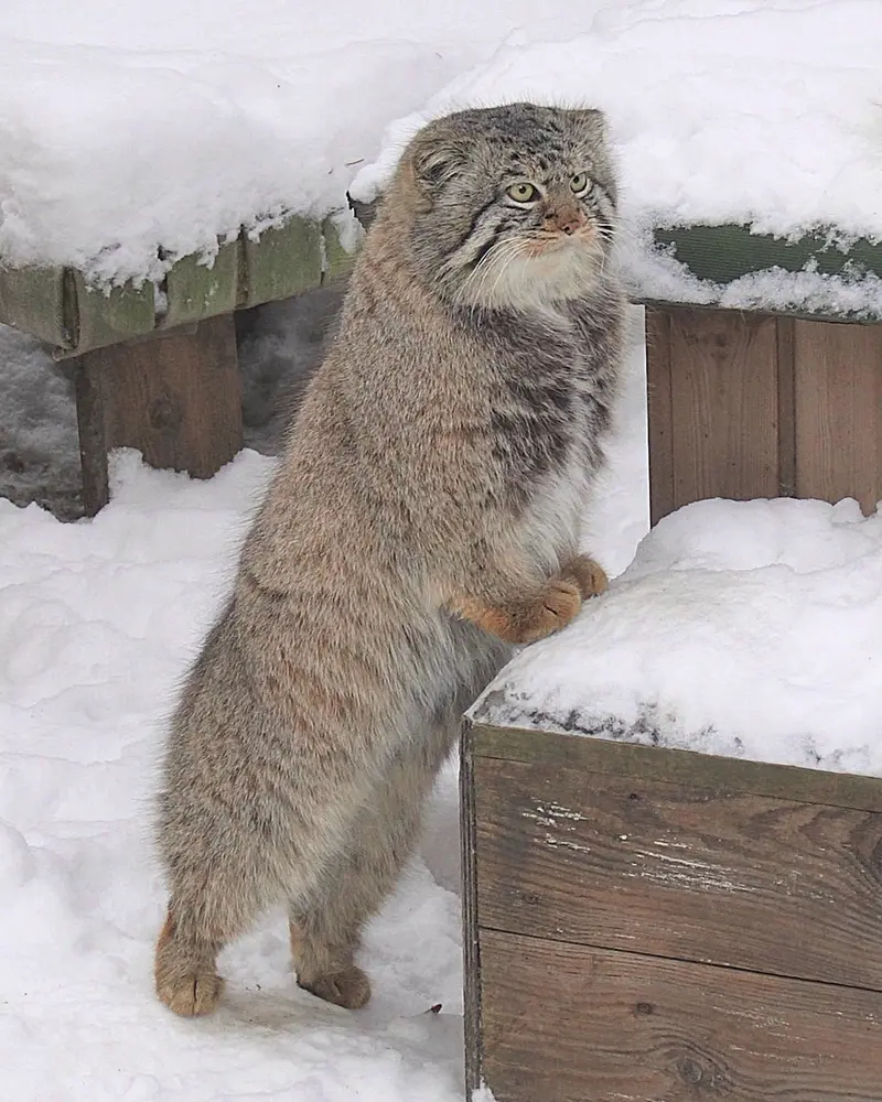 A photograph of Son of Eve 2024 Ⅱ in Novosibirsk Zoo