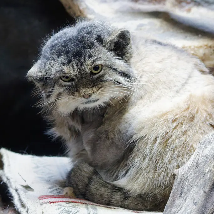 A photograph of Primula in Ueno Zoological Gardens