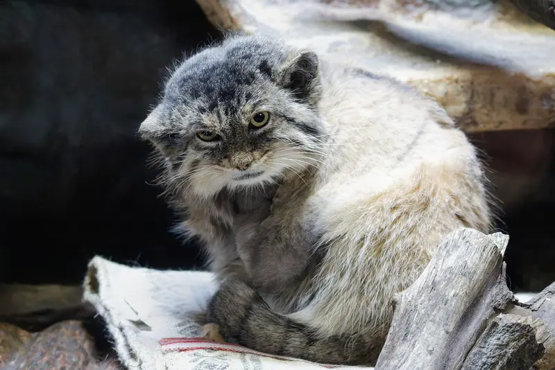 A photograph of Primula in Ueno Zoological Gardens