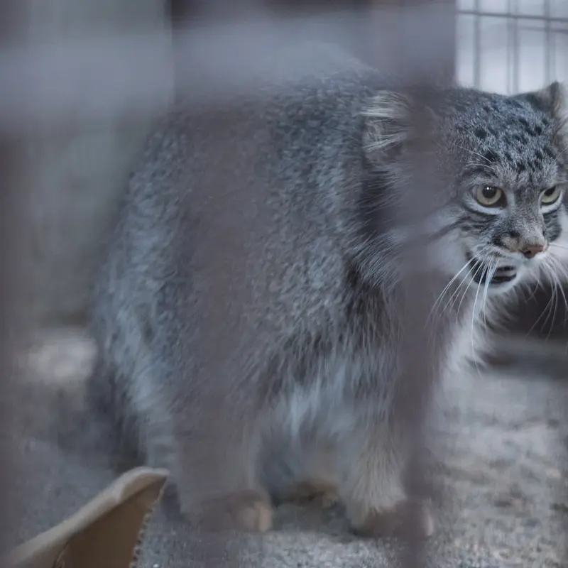 A photograph of Figa in Nogeyama Zoo