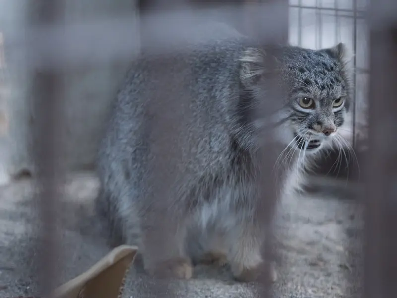 A photograph of Figa in Nogeyama Zoo