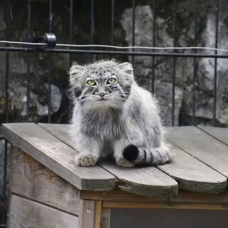 A photograph of a Pallas's cat in Bio-Topia Dunkerque