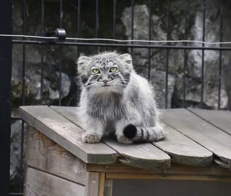 A photograph of a Pallas's cat in Bio-Topia Dunkerque