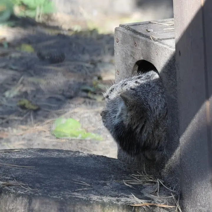 A photograph of a Pallas's cat in Novosibirsk Zoo