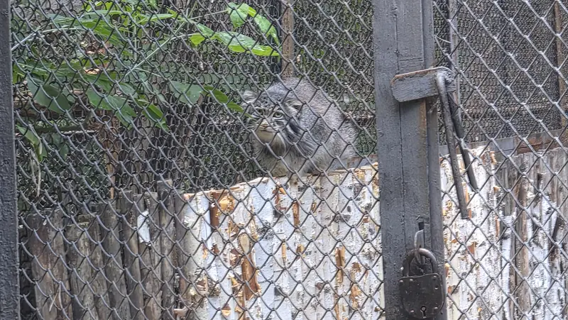 A photograph of a Pallas's cat