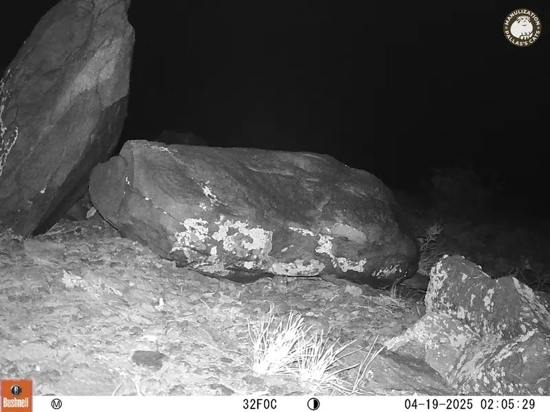 A photograph of Flat-headed vole from Koshkar camera trap