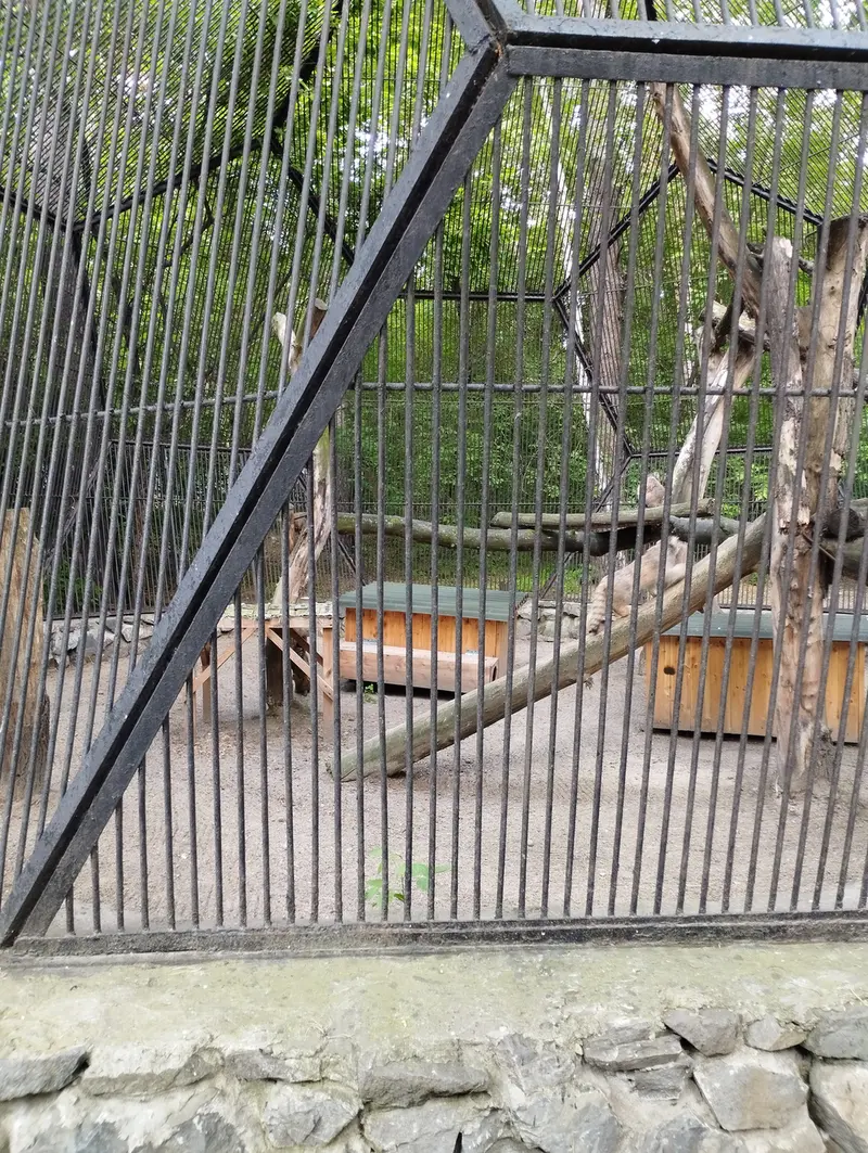 A photograph of a Pallas's cat in Novosibirsk Zoo