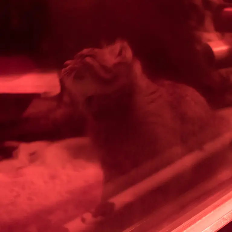 A photograph of Naim in Ueno Zoological Gardens