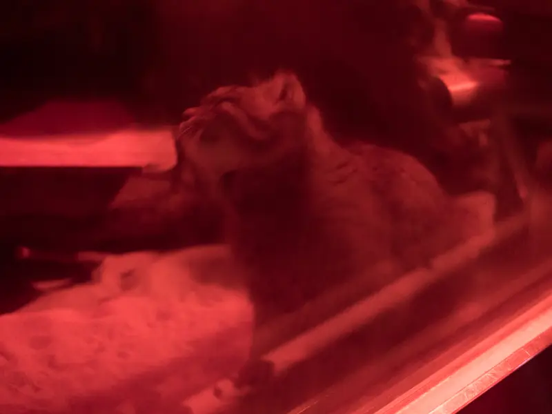 A photograph of Naim in Ueno Zoological Gardens