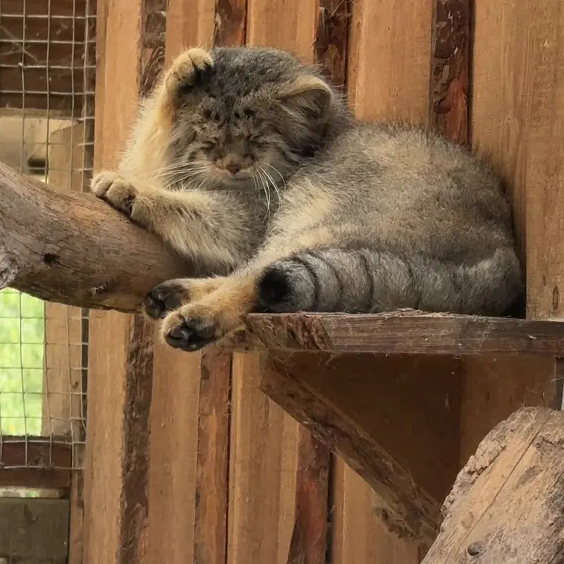 A photograph of a Pallas's cat in Tallinn Zoo