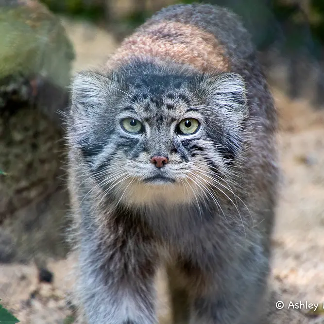A photograph of Tull in Cotswold Wildlife Park and Gardens