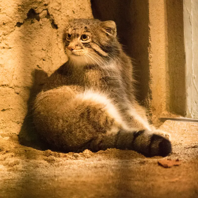 A photograph of Figa in Nogeyama Zoo