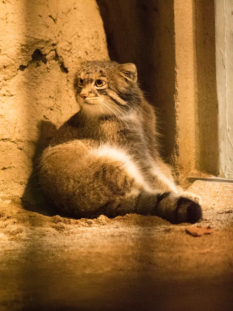 A photograph of Figa in Nogeyama Zoo