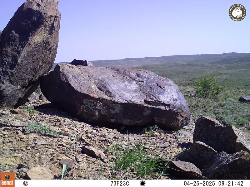 A photograph of a Pallas&#039;s cat from Koshkar camera trap