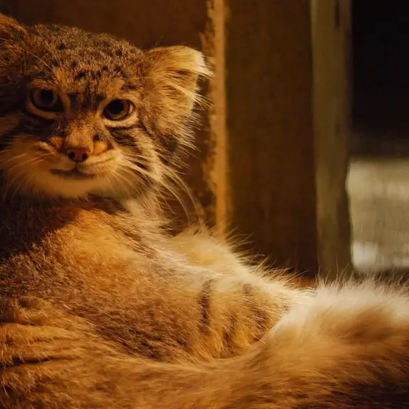 A photograph of a Pallas's cat in Nogeyama Zoo