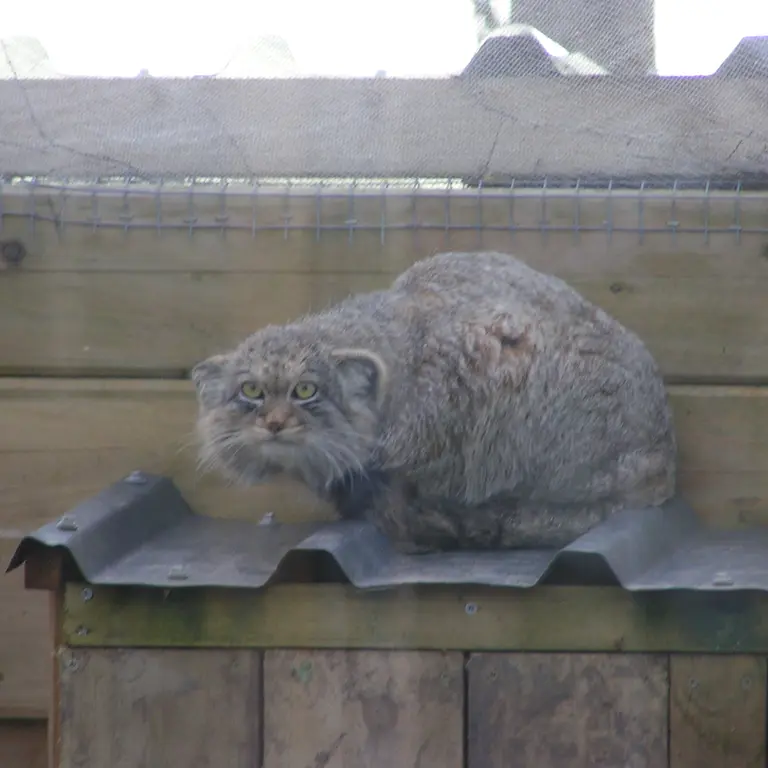 A photograph of Altai in The Lakeland Wildlife Oasis