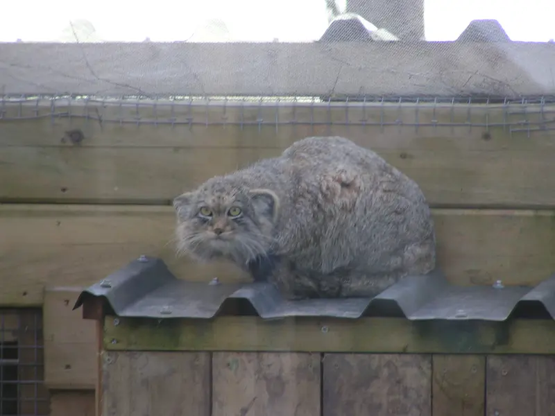 A photograph of Altai in The Lakeland Wildlife Oasis