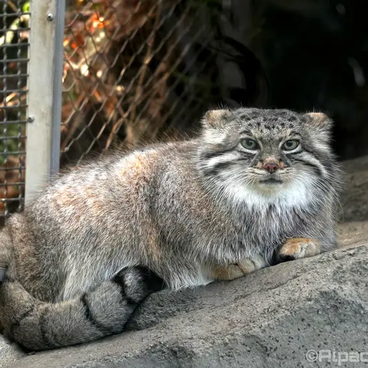 A photograph of Az in Kobe Animal Kingdom
